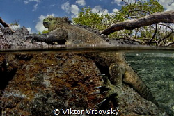Marine iguana (Amblyrhynchus cristatus) is basking on lav... by Viktor Vrbovský 